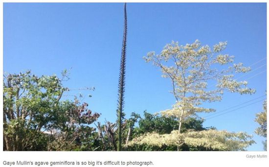 新西兰女子家有怪植物 一树擎天每天蹿高15厘