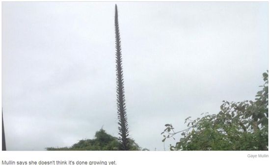 新西兰女子家有怪植物 一树擎天每天蹿高15厘