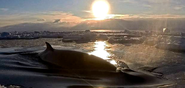 南极洲小须鲸罕见水底影像曝光 罗斯海域的精